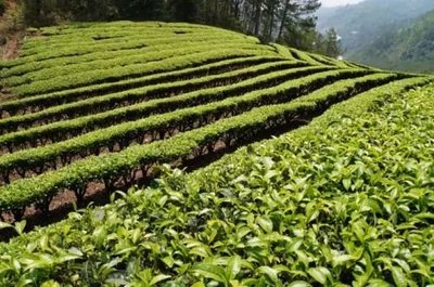 那么美的普洱茶山，千萬(wàn)別讓開(kāi)發(fā)熱潮給毀了